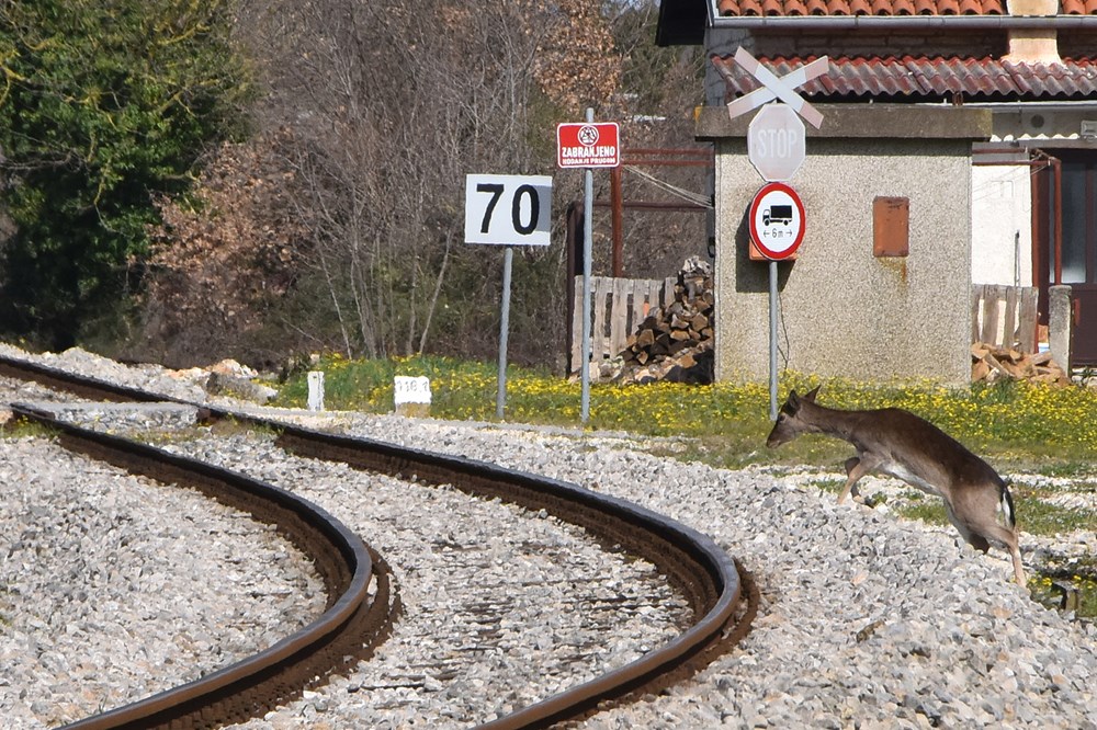 Samo minutu prije prolaska vlaka, srne prešle prugu u Šijani (snimio Duško MARUŠIĆ ČIČI)